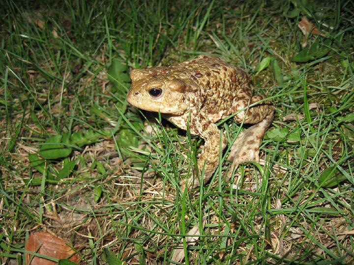 Vystrazny postoj.jpg